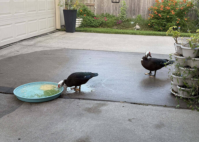 Smudgy having a chill duck breakfast. Big Duck still just happy to be here.