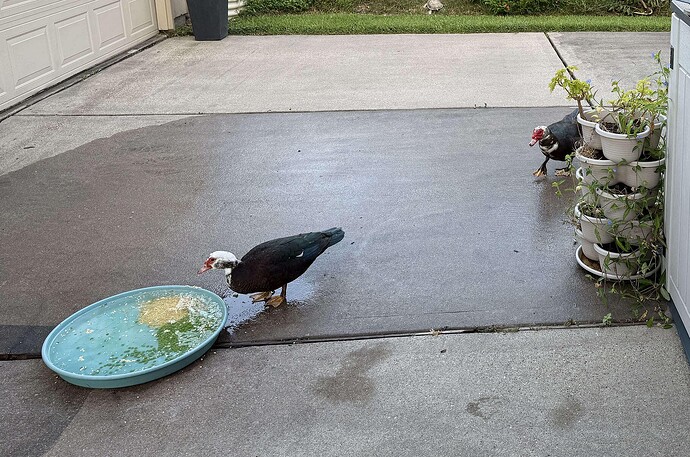Smudgy at left, and waddling in at right is Big Duck, just happy to be here.
